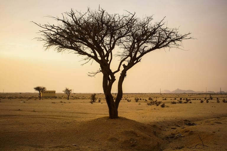 Changement climatique en Afrique : impacts et  défis